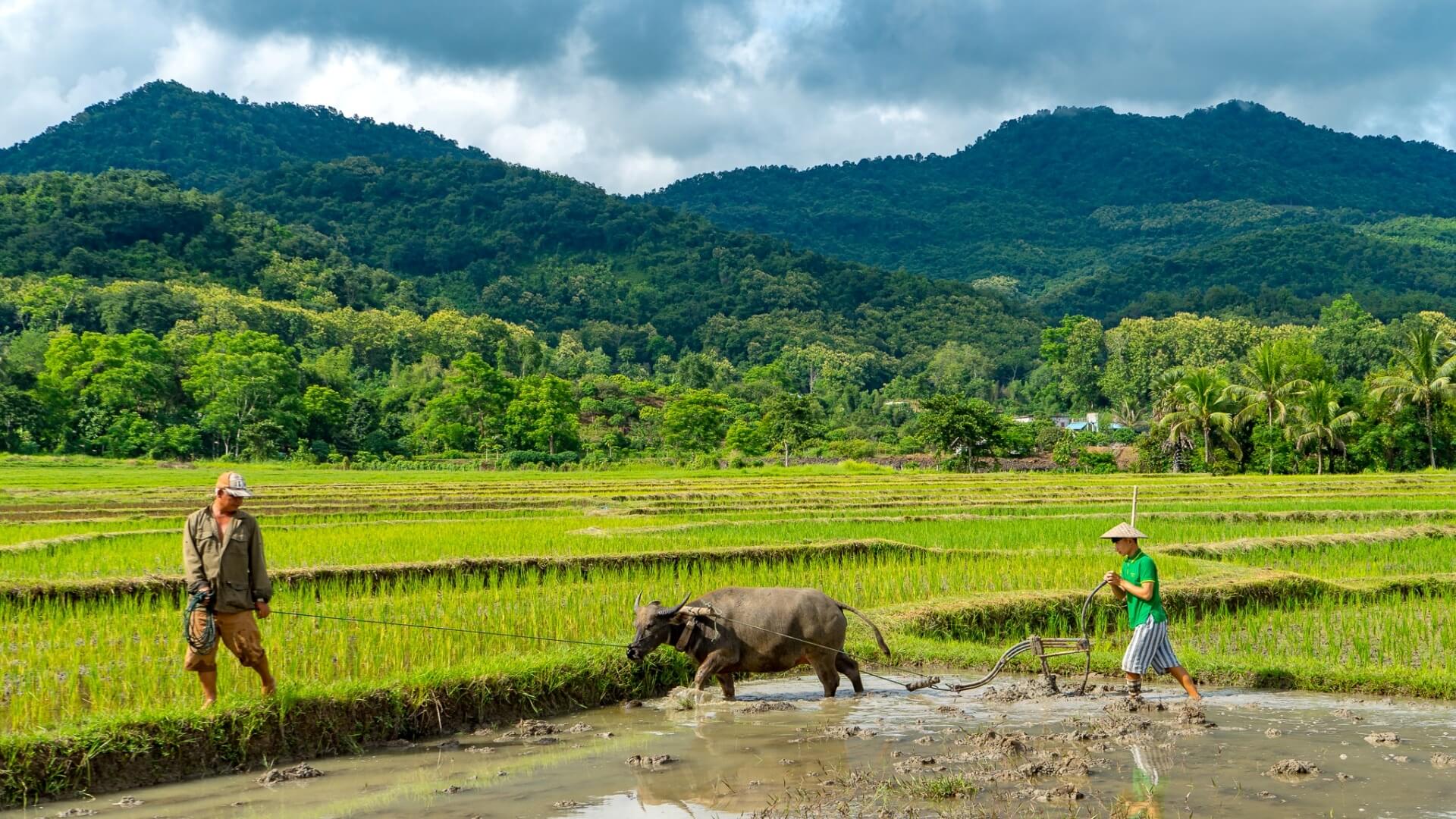 Living Rice Land luang prabang laos tur