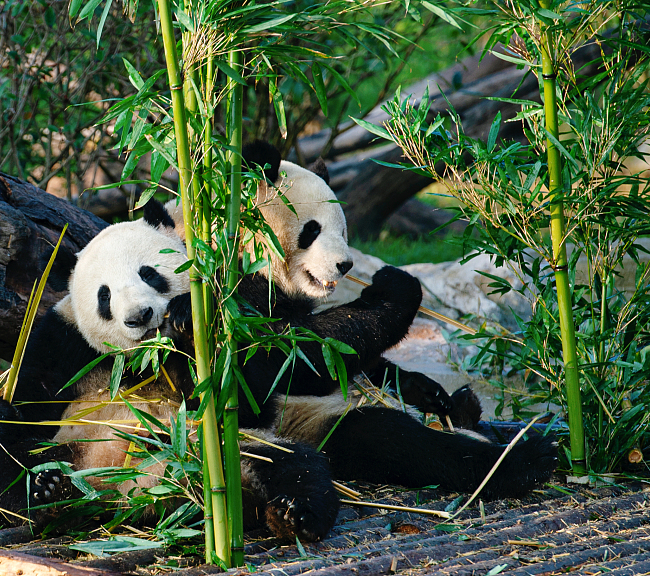 chengdu panda china tur