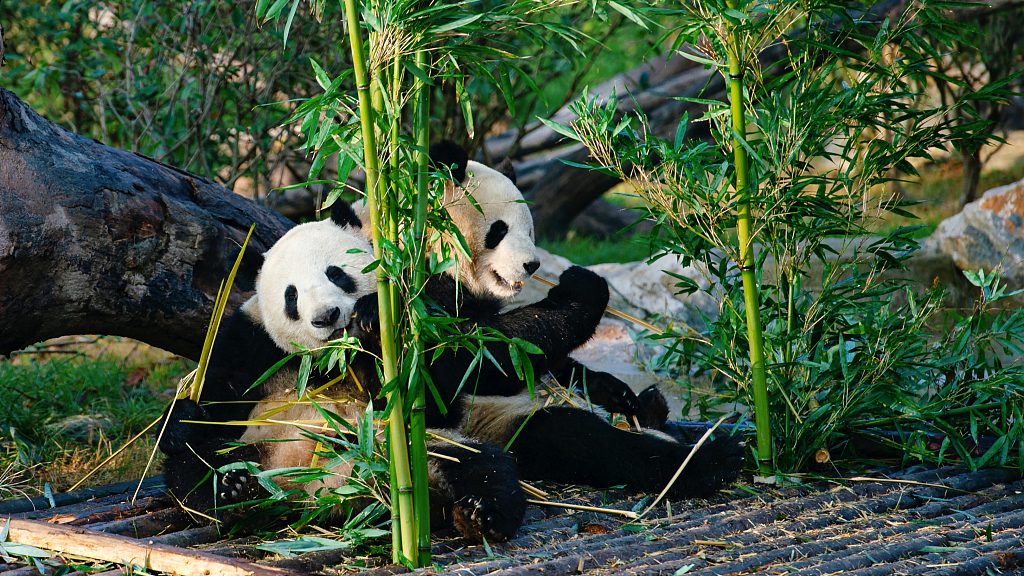 chengdu panda china tur