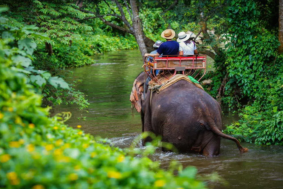 safari elepanti phuket thailanda